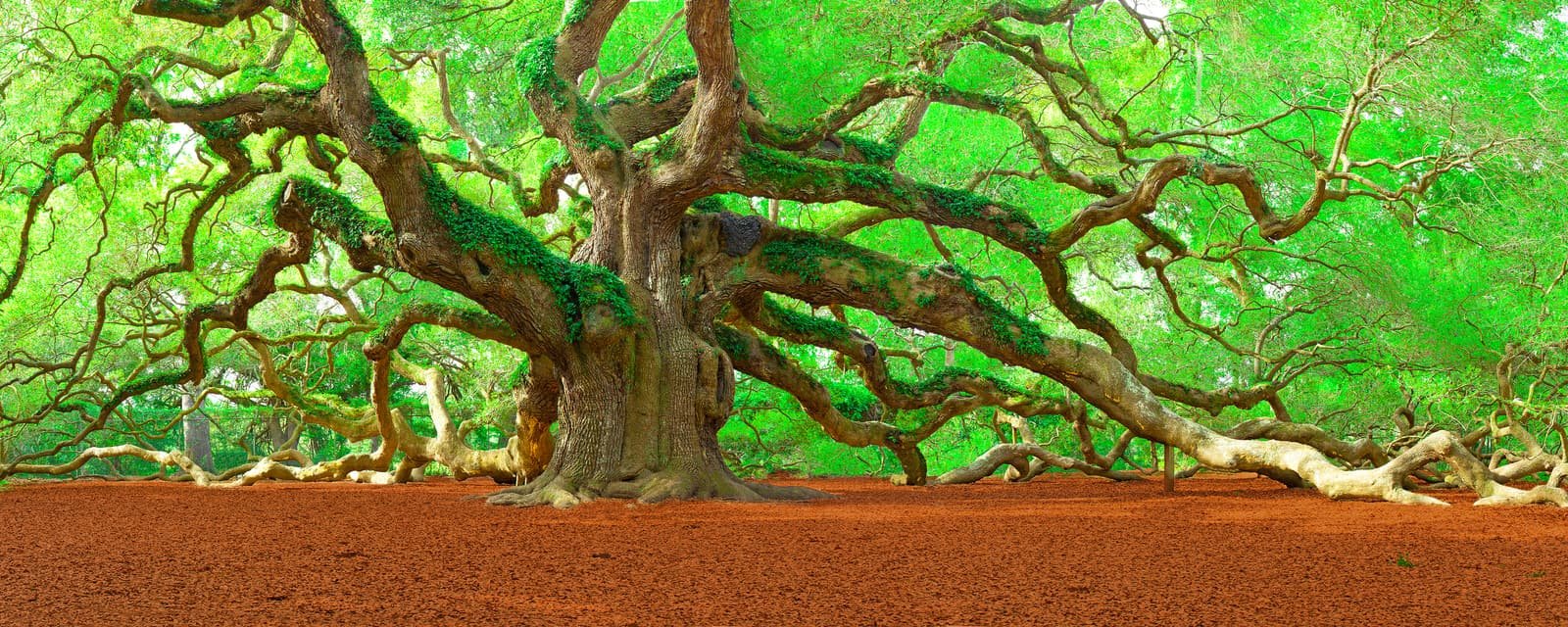 The wide, spreading branches of the Angel Oak